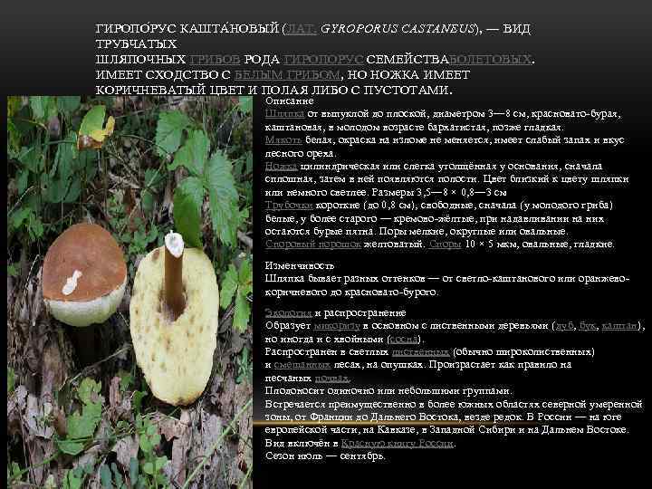ГИРОПО Р УС КАШТА Н ОВЫЙ (ЛАТ. GYROPORUS CASTANEUS), — ВИД ТРУБЧАТЫХ ШЛЯПОЧНЫХ ГРИБОВ