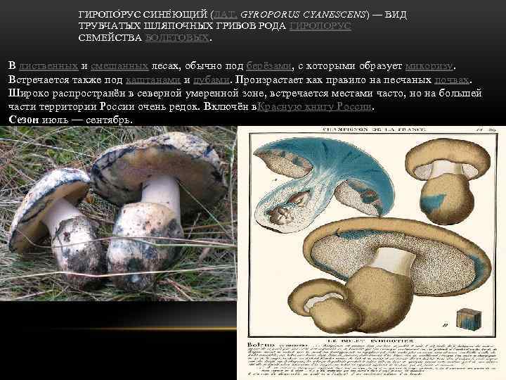 ГИРОПО Р УС СИНЕ Ю ЩИЙ (ЛАТ. GYROPORUS CYANESCENS) — ВИД ТРУБЧАТЫХ ШЛЯПОЧНЫХ ГРИБОВ