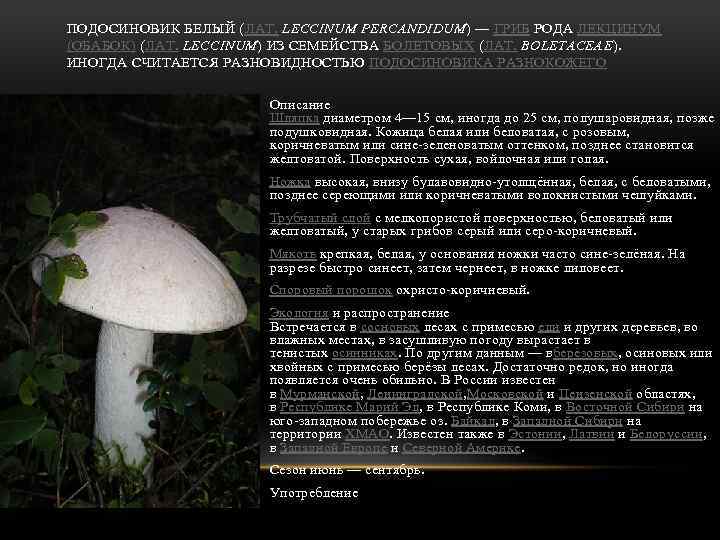 ПОДОСИНОВИК БЕЛЫЙ (ЛАТ. LECCINUM PERCANDIDUM) — ГРИБ РОДА ЛЕКЦИНУМ (ОБАБОК) (ЛАТ. LECCINUM) ИЗ СЕМЕЙСТВА