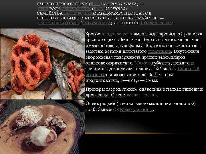 РЕШЁТОЧНИК КРА С НЫЙ (ЛАТ. CLATHRUS RUBER) — ГРИБ РОДА РЕШЁТОЧНИК (ЛАТ. CLATHRUS) СЕМЕЙСТВА