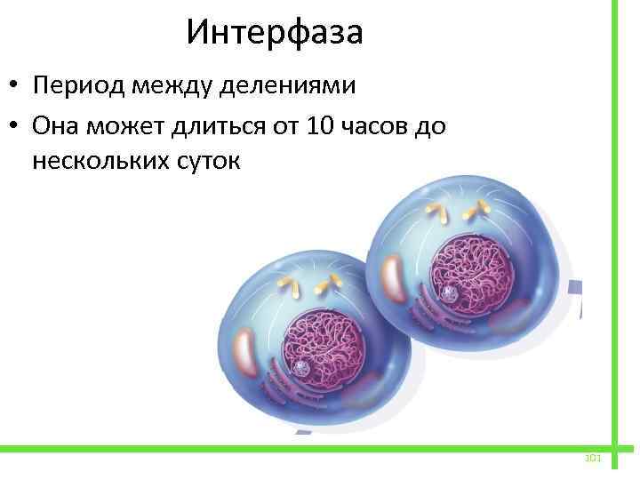 Интерфаза митоза процессы. Интерфаза это в биологии. Интерфаза и период деления. Интерфаза и ее периоды. Интерфаза между делениями.