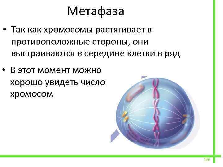  Метафаза • Так как хромосомы растягивает в противоположные стороны, они выстраиваются в середине