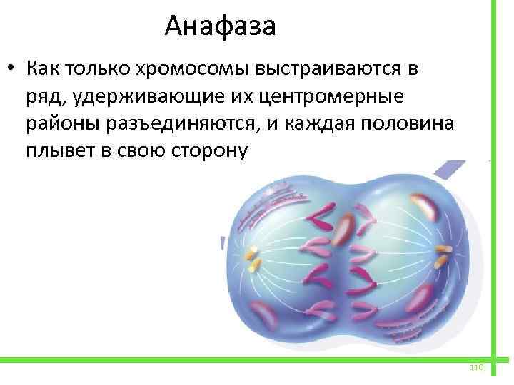  Анафаза • Как только хромосомы выстраиваются в ряд, удерживающие их центромерные районы разъединяются,