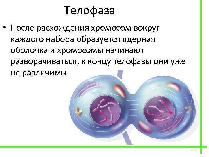  Телофаза • После расхождения хромосом вокруг каждого набора образуется ядерная оболочка и хромосомы