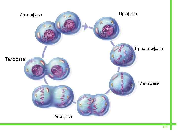  Профаза Интерфаза Прометафаза Телофаза Метафаза Анафаза 114 