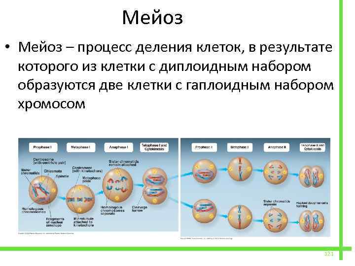 Мейотическое деление клетки