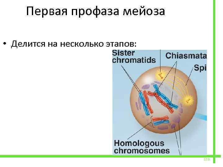  Первая профаза мейоза • Делится на несколько этапов: 123 