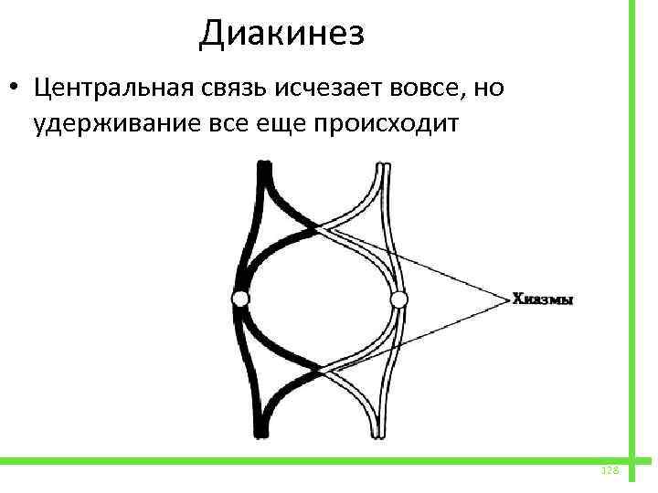  Диакинез • Центральная связь исчезает вовсе, но удерживание все еще происходит 128 