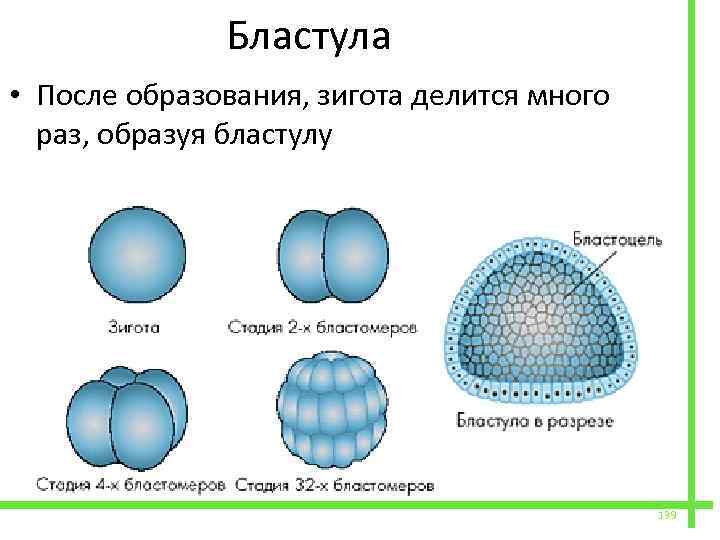  Бластула • После образования, зигота делится много раз, образуя бластулу 139 