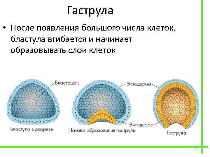  Гаструла • После появления большого числа клеток, бластула вгибается и начинает образовывать слои