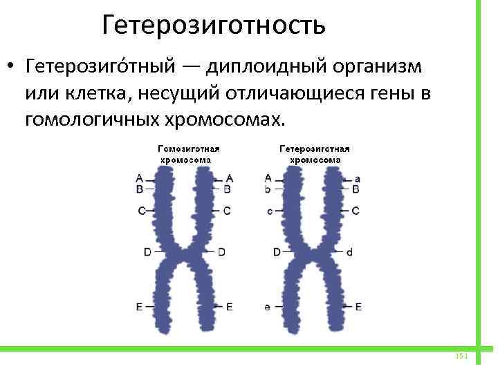 Гетерозигота это