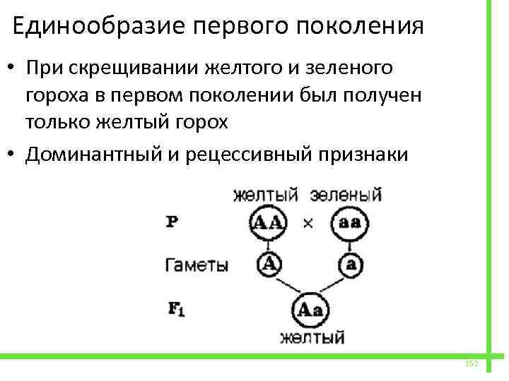  Единообразие первого поколения • При скрещивании желтого и зеленого гороха в первом поколении