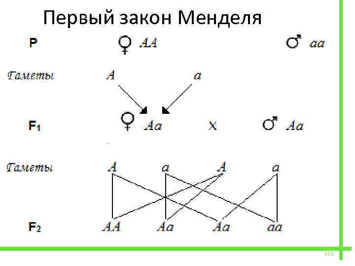  Первый закон Менделя 153 