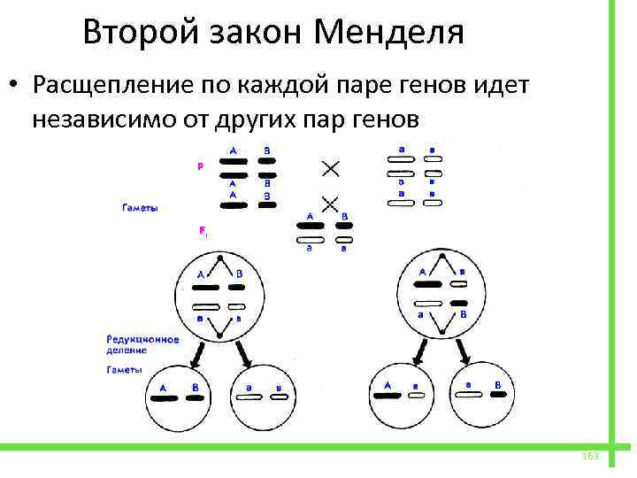 Расщепление 1 4 6 4 1. Второй закон Менделя расщепление по каждой паре идет. Расщепление по каждой паре признаков идет независимо от других. Закон расщепления генов. Расщепление по каждой паре генов идет независимо от других пар генов.