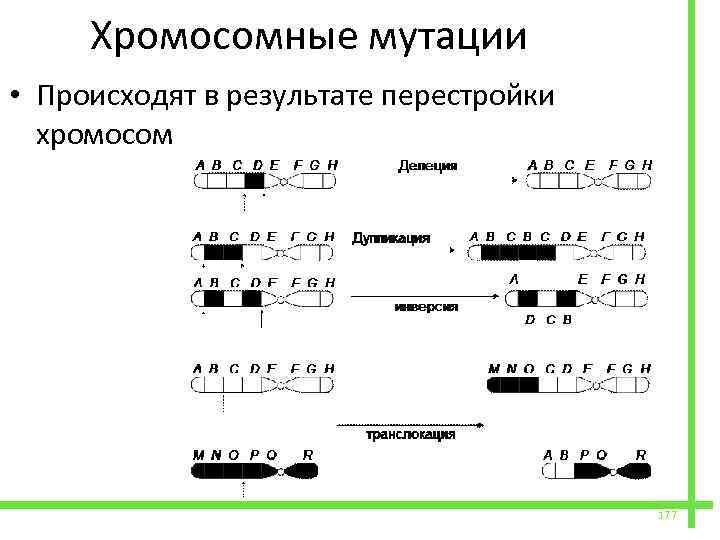 Хромосомные мутации примеры