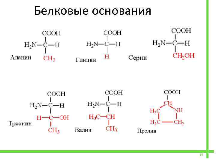  Белковые основания 19 