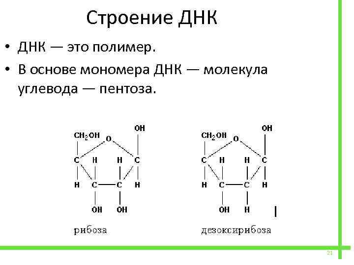  Строение ДНК • ДНК — это полимер. • В основе мономера ДНК —