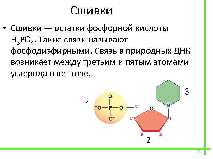  Сшивки • Сшивки — остатки фосфорной кислоты Н 3 РО 4. Такие связи