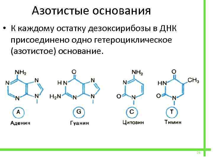  Азотистые основания • К каждому остатку дезоксирибозы в ДНК присоединено одно гетероциклическое (азотистое)