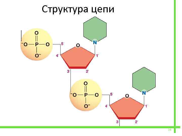  Структура цепи 24 