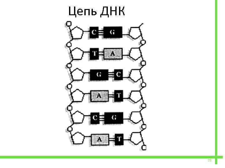  Цепь ДНК 25 