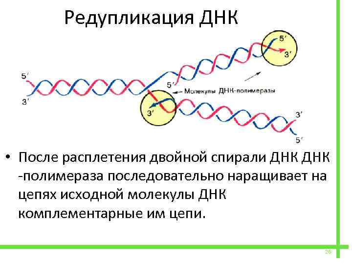  Редупликация ДНК • После расплетения двойной спирали ДНК -полимераза последовательно наращивает на цепях