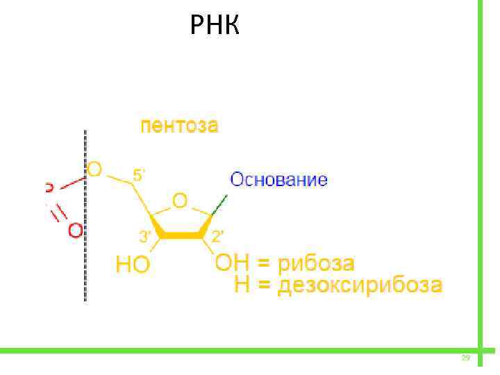  РНК 29 