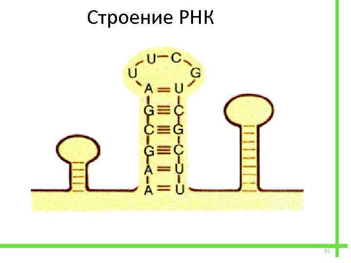  Строение РНК 31 