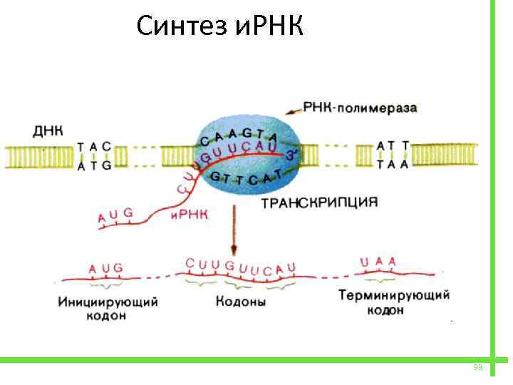 Биосинтез белка тест. Схема матричного синтеза РНК. Синтез белка в информационном РНК. Синтез белка схема ИРНК. Синтез молекулы ИРНК.
