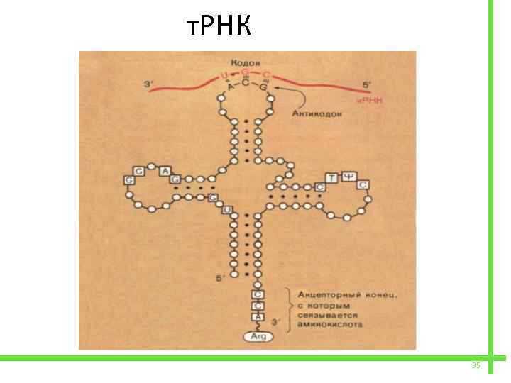  т. РНК 35 