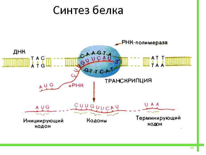 Биосинтез белка фото