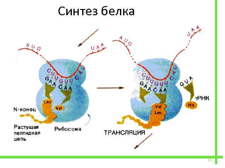  Синтез белка 37 