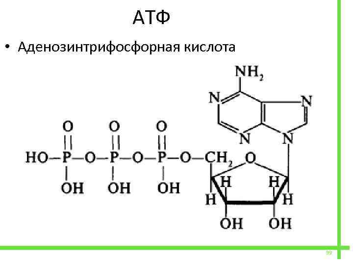  АТФ • Аденозинтрифосфорная кислота 39 