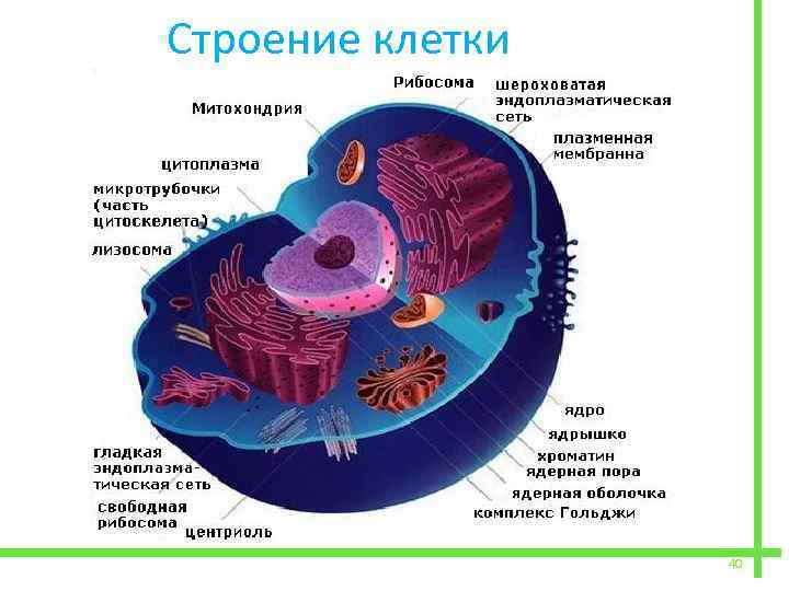  Строение клетки 40 