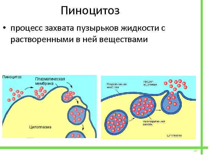 Пиноцитозные пузырьки. Пиноцитоз клеточной мембраны. Пиноцитозный пузырек строение и функции.