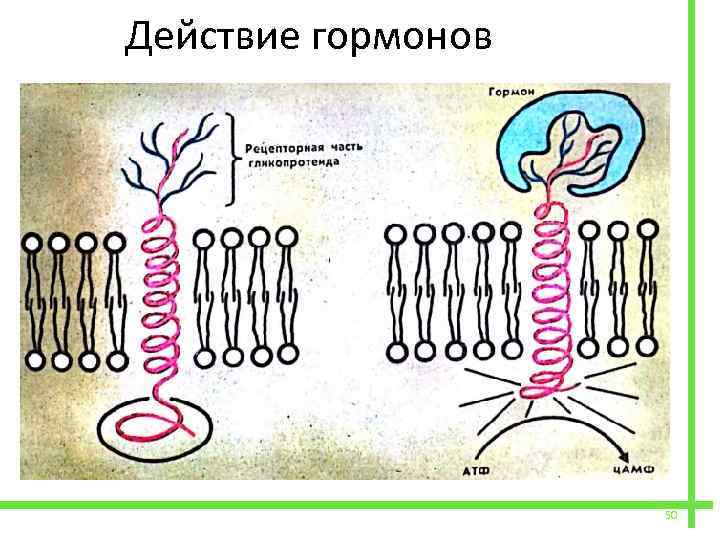  Действие гормонов 50 