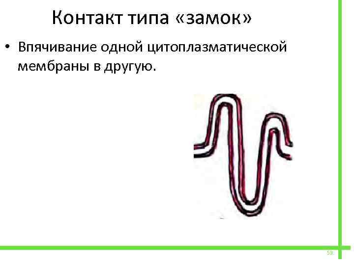  Контакт типа «замок» • Впячивание одной цитоплазматической мембраны в другую. 53 