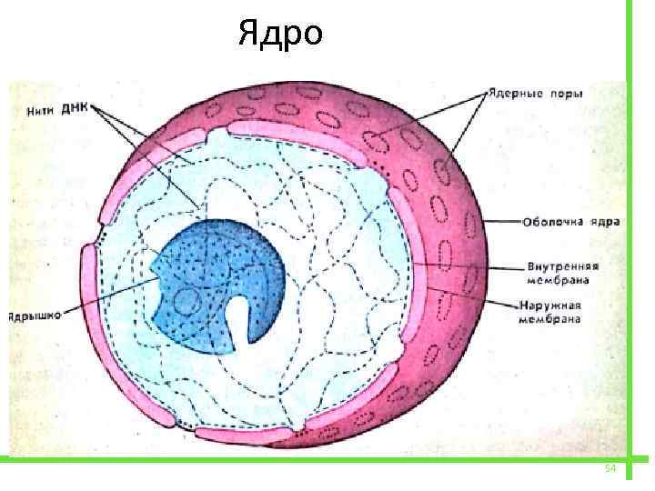 Ядро чу. Строение ядра. Человек ядро. Строение внутреннего ядра глаза.