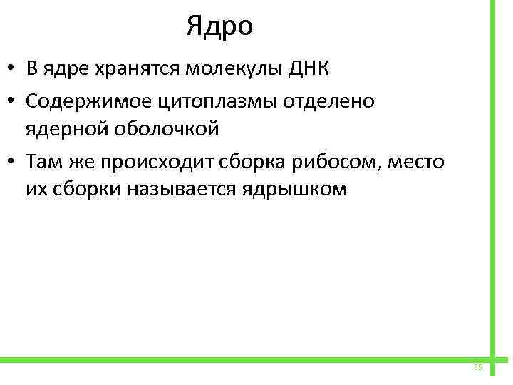  Ядро • В ядре хранятся молекулы ДНК • Содержимое цитоплазмы отделено ядерной оболочкой