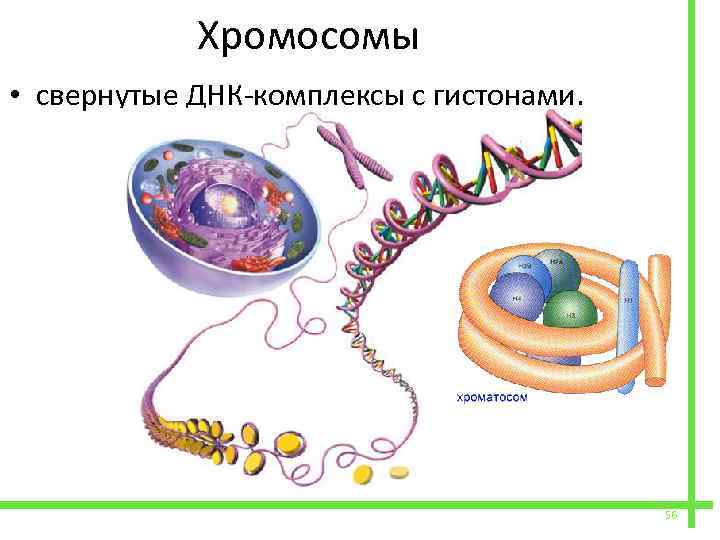  Хромосомы • свернутые ДНК-комплексы с гистонами. 56 