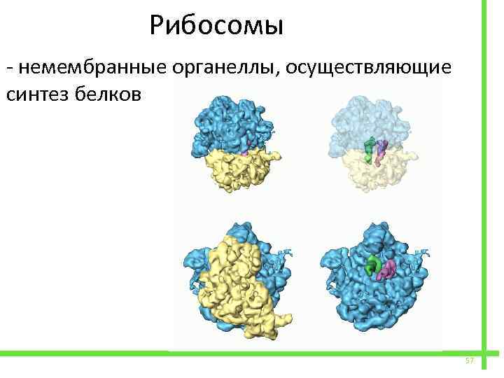  Рибосомы - немембранные органеллы, осуществляющие синтез белков 57 