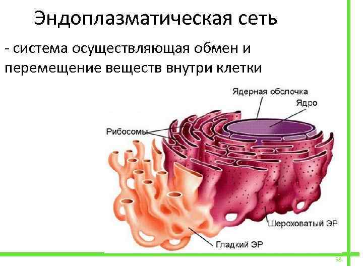  Эндоплазматическая сеть - система осуществляющая обмен и перемещение веществ внутри клетки 58 