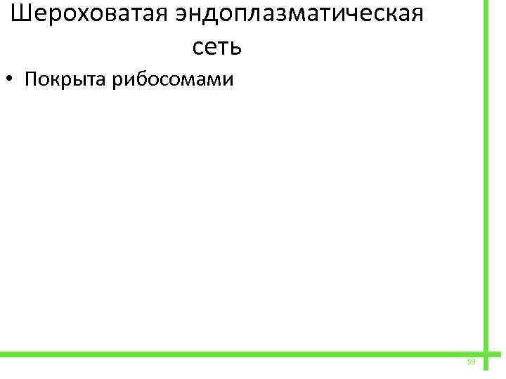  Шероховатая эндоплазматическая сеть • Покрыта рибосомами 59 