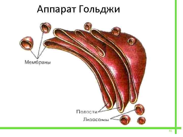  Аппарат Гольджи 61 