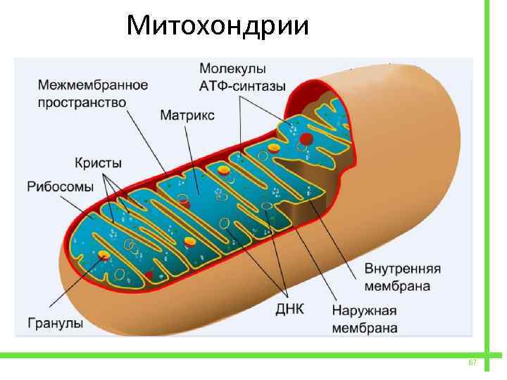  Митохондрии 67 