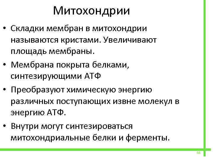  Митохондрии • Складки мембран в митохондрии называются кристами. Увеличивают площадь мембраны. • Мембрана