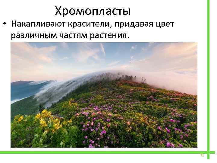  Хромопласты • Накапливают красители, придавая цвет различным частям растения. 71 