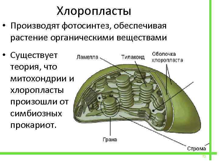  Хлоропласты • Производят фотосинтез, обеспечивая растение органическими веществами • Существует теория, что митохондрии