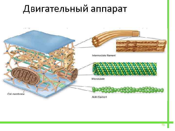 Цитоскелет в клетке рисунок