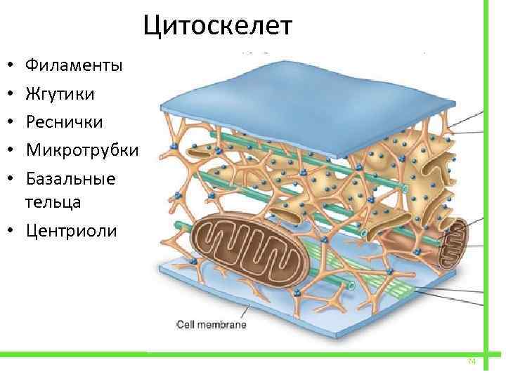  Цитоскелет Филаменты Жгутики Реснички Микротрубки Базальные тельца • Центриоли • • • 74